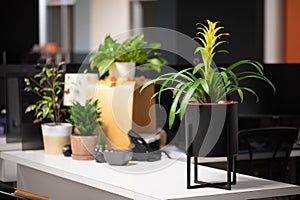 Calming Office decor and plants