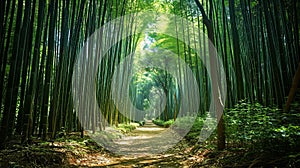 A Calming Path Through a Bamboo Forest
