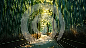 A Calming Path Through a Bamboo Forest