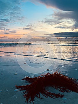 Siesta Key Seaweed