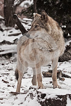 Calmness and confidence. Gray wolf female in the snow, beautiful strong animal in winter