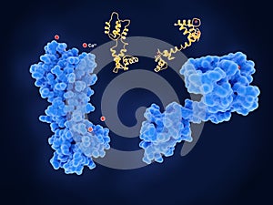 Calmodulin, calcium free left, inactive and activated  right conformations