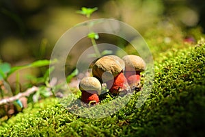 caloboletus calopus mushroom