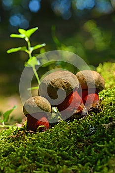 Caloboletus calopus mushroom