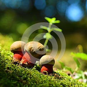 Caloboletus calopus mushroom