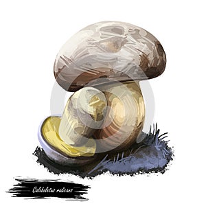 Caloboletus radicans, rooting or whitish bolete, mushroom closeup digital art illustration. Boletus has greyish cap. Mushrooming