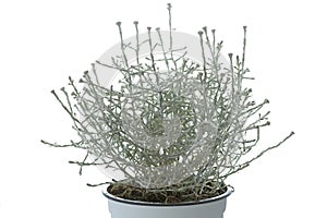 Calocephalus brownii plant in a pot photo