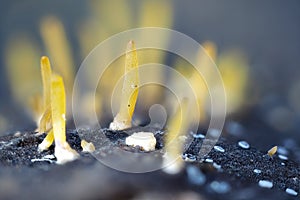 Calocera cornea