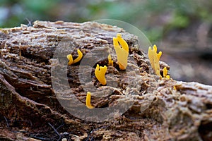 Calocera cornea on a dead tree photo