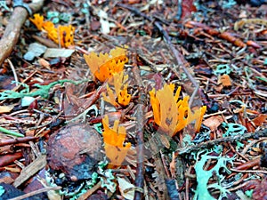 Calocera cornea fungus photo