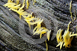 Calocera cornea Fungus photo