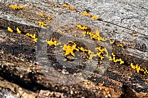 Calocera cornea fungus photo