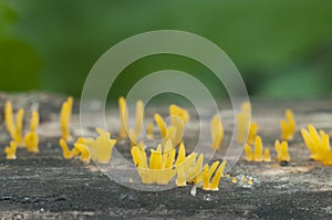 Calocera cornea mushrooms photo