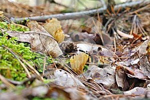 CALOCERA FURCATA, a fungal genus in the Dacrymycetes order in forest