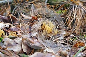 CALOCERA FURCATA, a fungal genus in the Dacrymycetes order in forest photo