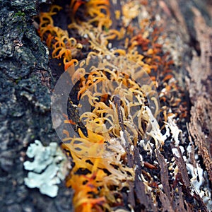 Calocera furcata fungus photo