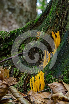 Calocera viscosa - the yellow stagshorn photo