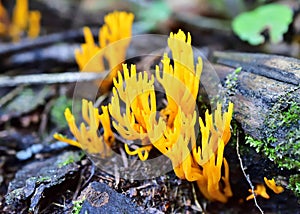 Calocera viscosa, commonly known as the yellow stagshorn photo