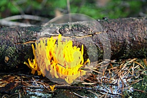 Calocera viscosa fungus photo