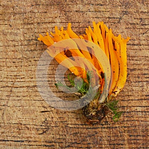 Calocera viscosa jelly fungus photo