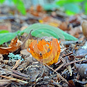 Calocera viscosa mushroom photo