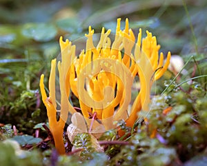 Mushroom Calocera Viscosa, Yellow stagshorn. photo