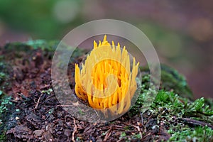 Mushroom Calocera Viscosa, Yellow stagshorn. photo