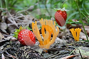 Calocera viscosa mushrooms and wild strawberries photo
