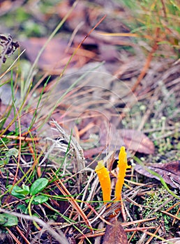 Calocera viscosa- yellow stagshorn photo