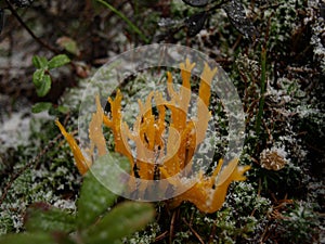 Calocera viscosa yellow stagshorn photo