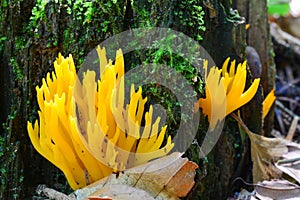 Calocera viscosa or Yellow Stagshorn mushrooms photo