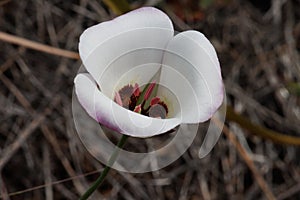 Calochortus Catalinae Bloom - Ventura Coast - 033122