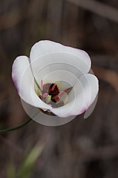 Calochortus Catalinae Bloom - Ventura Coast - 033122