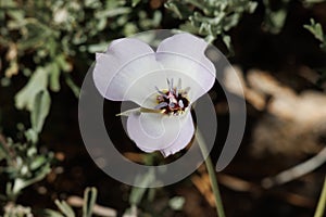 Calochortus Invenustus Bloom - San Gabriel Mtns - 061322