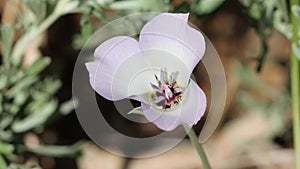 Calochortus Invenustus Bloom - San Gabriel Mtns - 061322