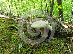 Calocybe gambosa. Fungi. Mushroom. Forest.
