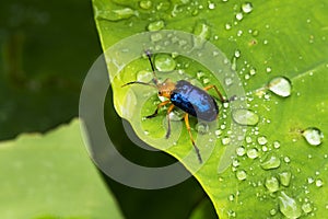 Calomela Beetle on a green leaf with Rain Drops