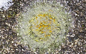 Caloplaca is a lichen genus comprising a number of distinct species.Members of the genus are commonly called firedot lichen