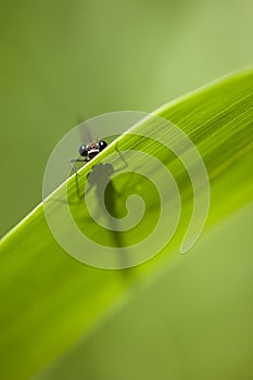 Calopterix damselfly