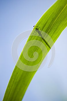 Calopterix damselfly