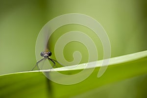 Calopterix damselfly