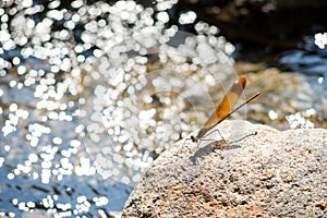 Calopteryx cornelia dragonfly