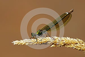 Calopteryx splendens,close-up photo