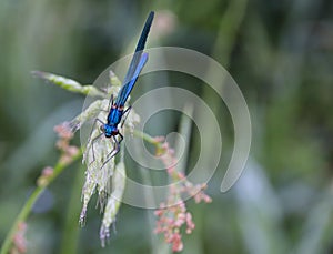 Calopteryx splendens Damselfly