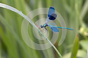 Calopteryx splendens dries its wings from dew under the first rays of the sun before flying.