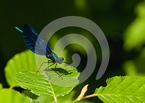 Calopteryx virgo