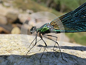 Calopteryx virgo