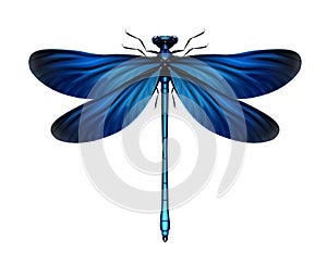 Calopteryx Virgo dragonfly