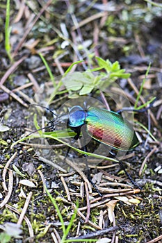 Calosoma sycophanta