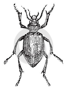 Calosoma sycophanta, vintage engraving